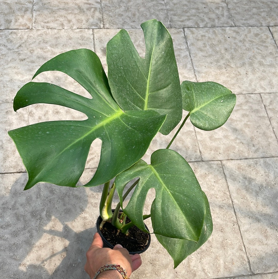 Monstera Deliciosa