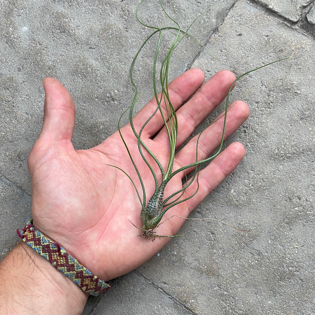 Tillandsia Butzii