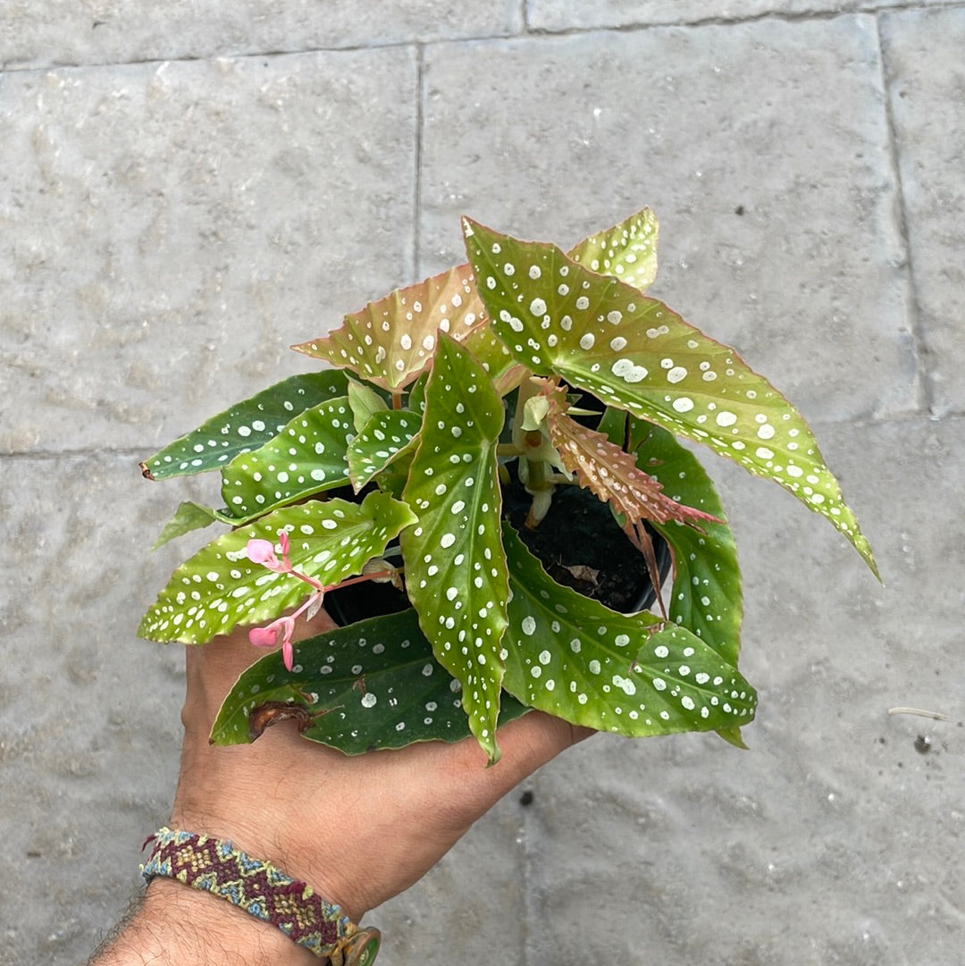 Begonia Maculata Silver Spot