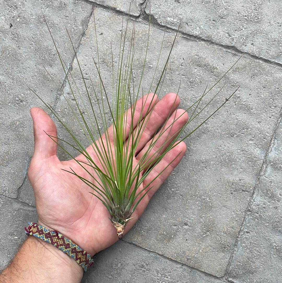 Tillandsia Festucoides