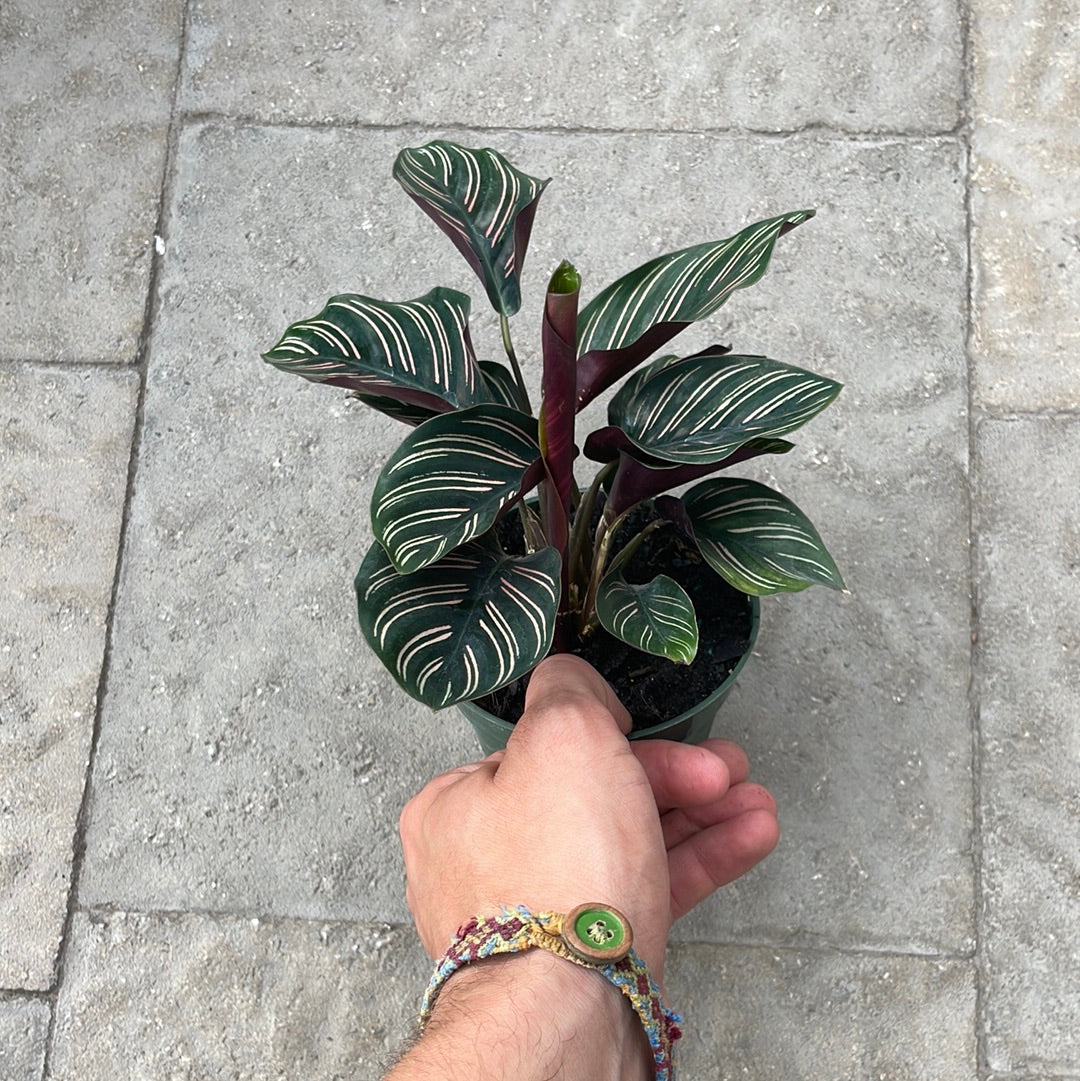 Calathea Ornata