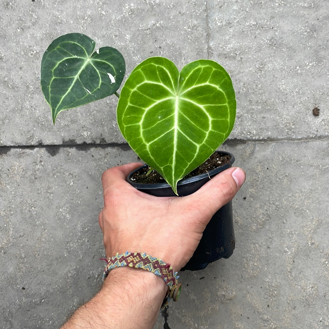 Anthurium Clarinervium