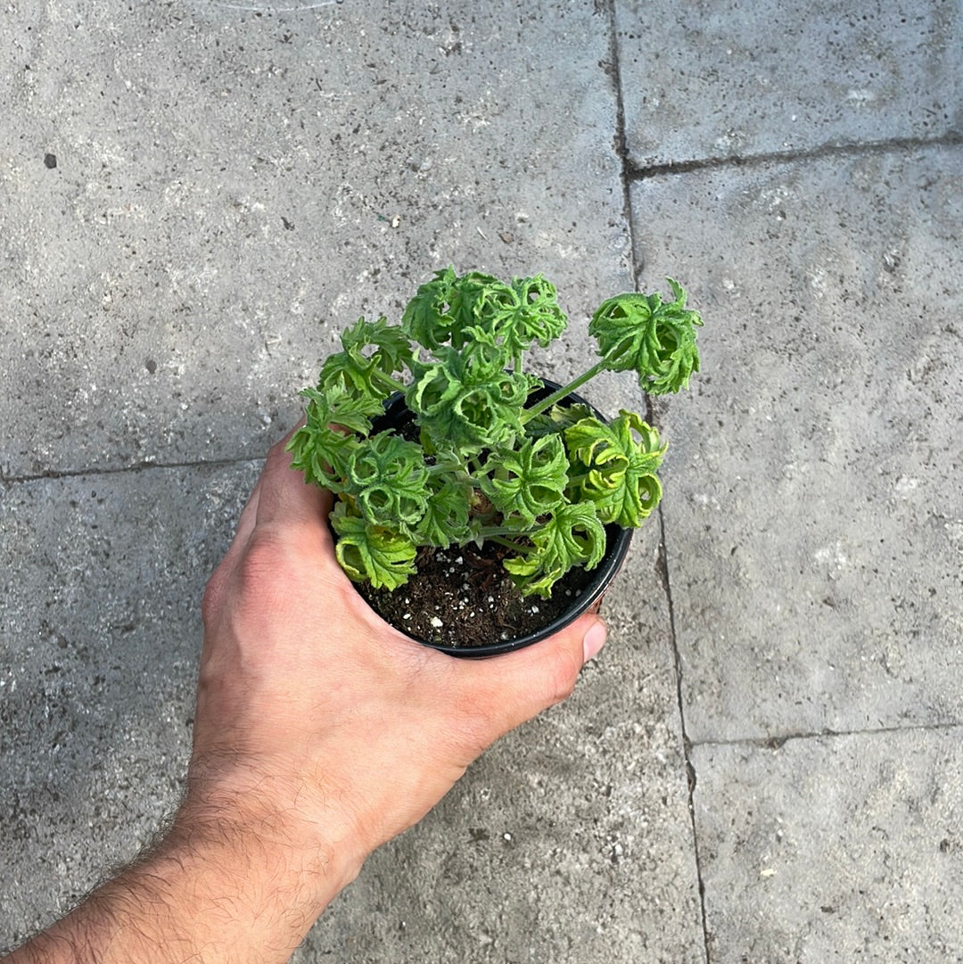 Pélargonium Bontrosai