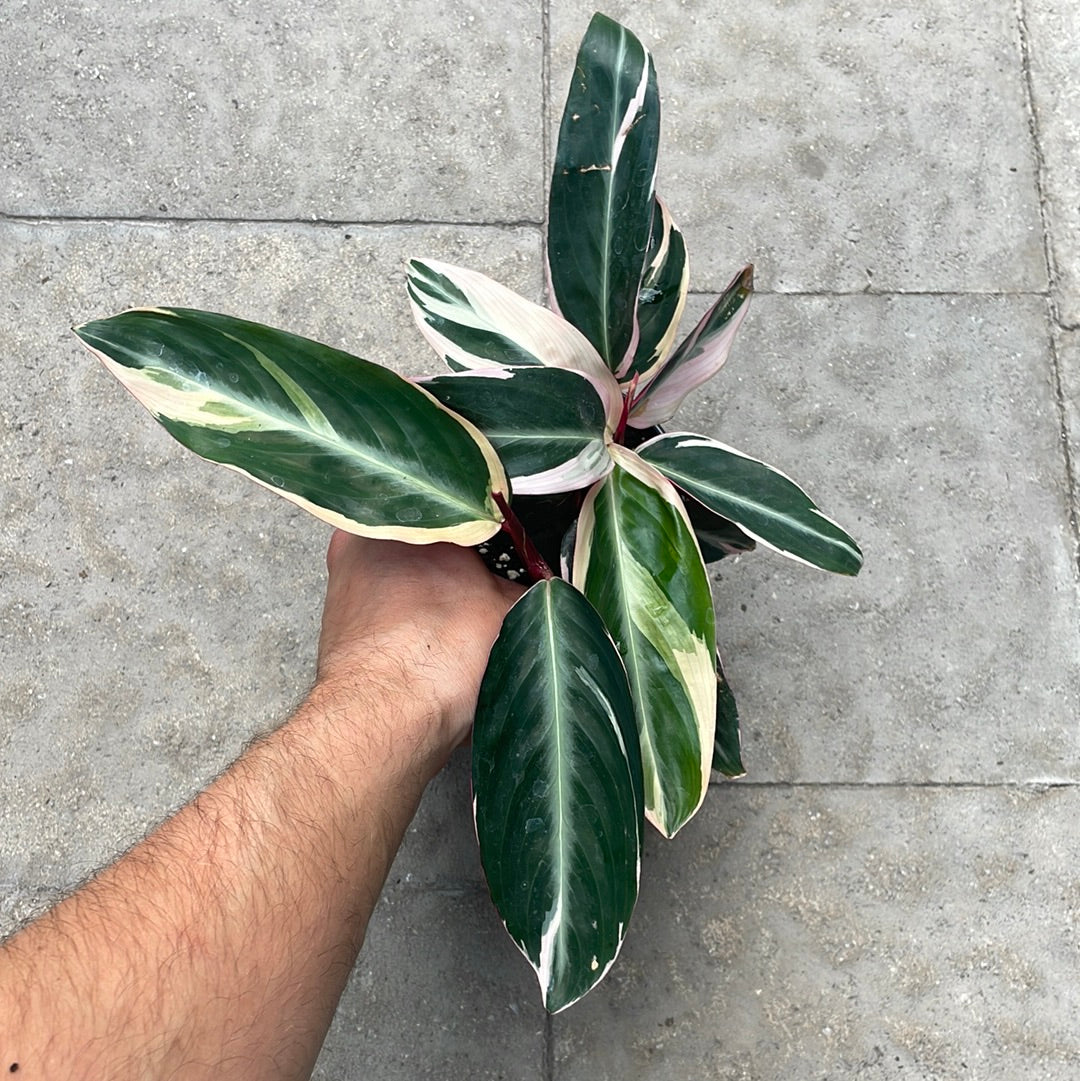 Stromanthe Triostar