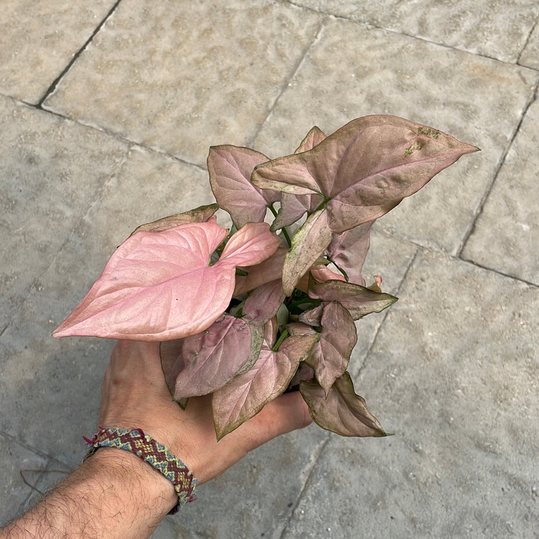 Syngonium Mickey