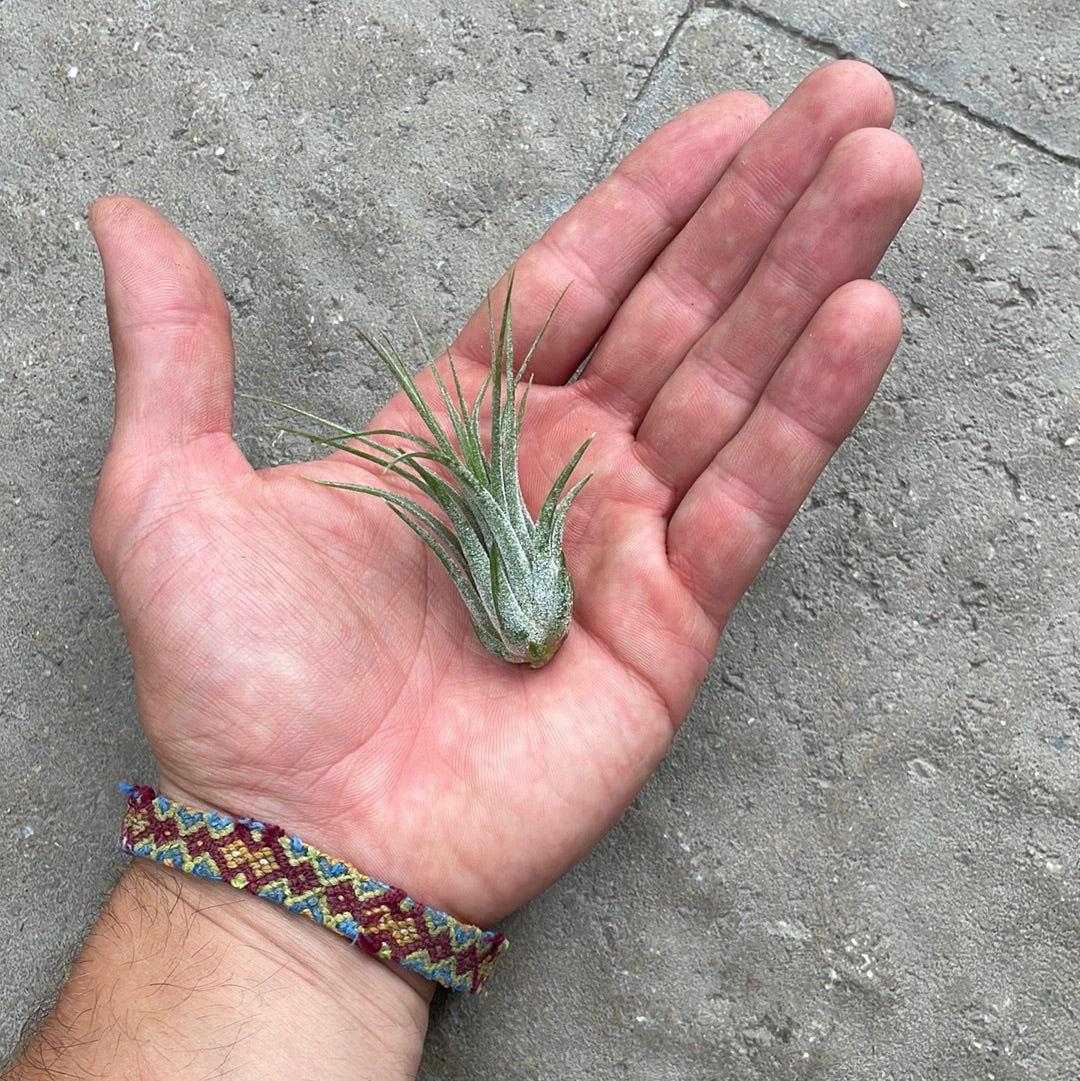 Tillandsia Scarposa