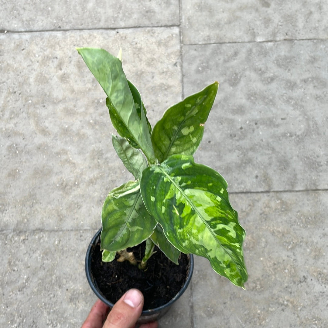 Aglaonema Pictum Tricolor