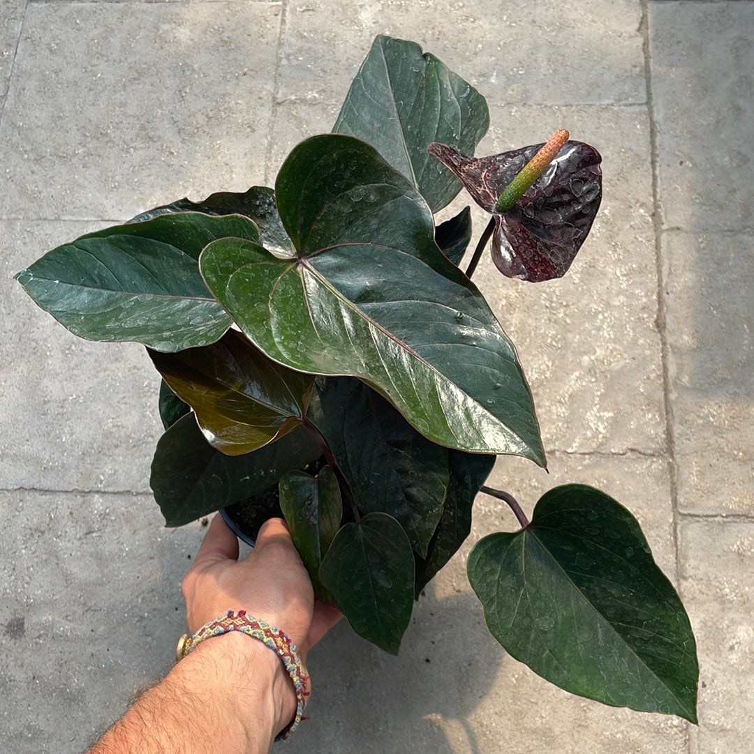 Anthurium Noir
