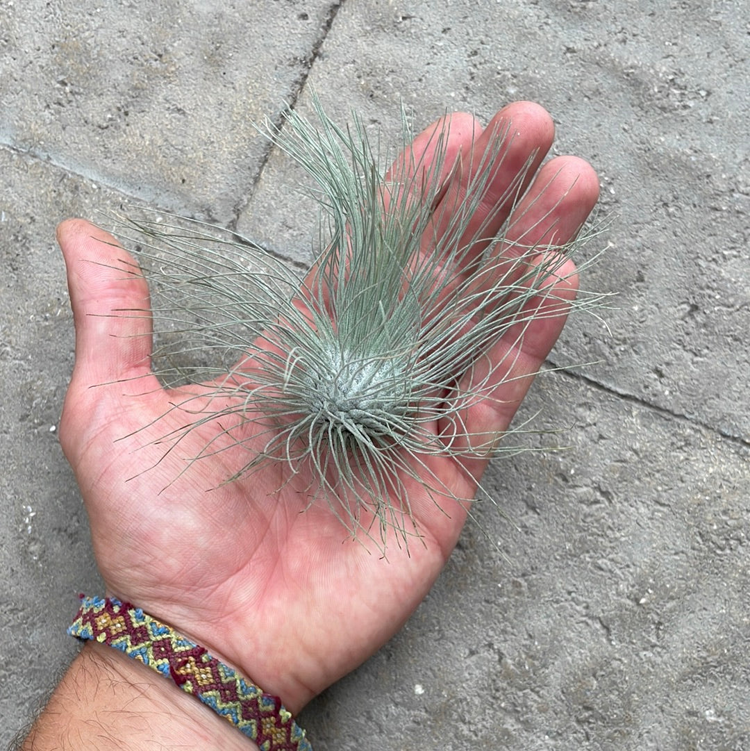 Tillandsia Gracilis