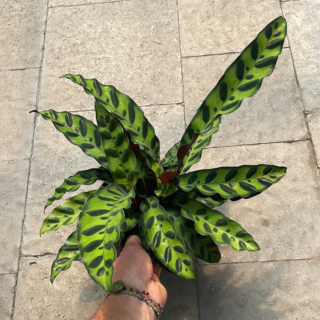 Calathea Rattlesnake