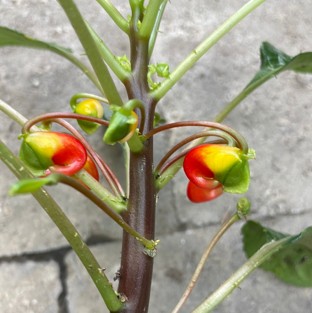 Impatiens de Zanzibar