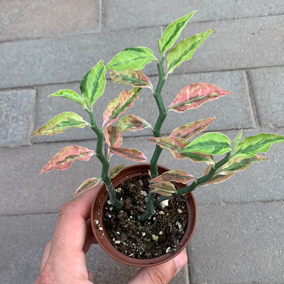 Pedilanthus Tithymaloides Variegata