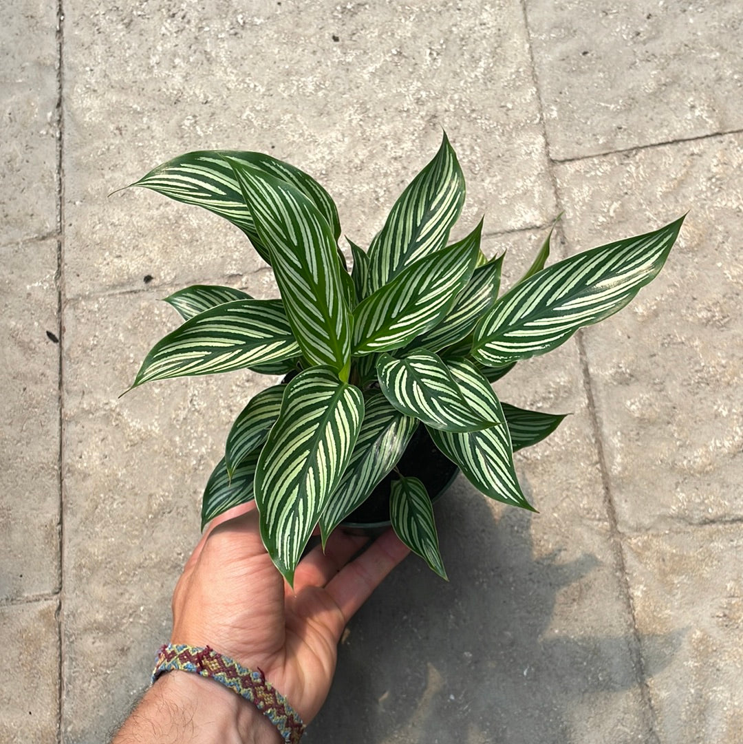 Calathea Vittata