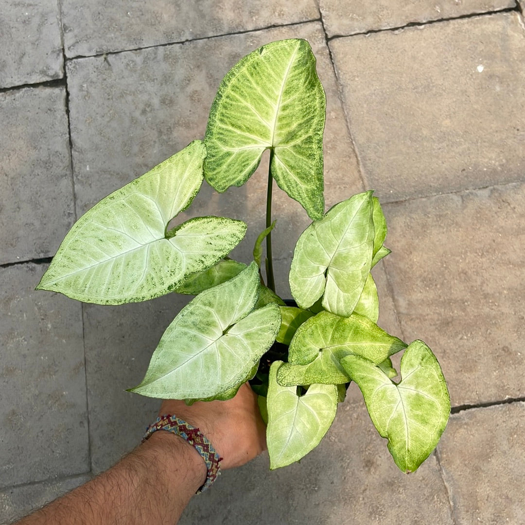 Syngonium Podophyllum