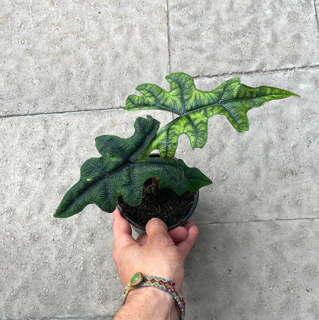 Alocasia Jacklyn