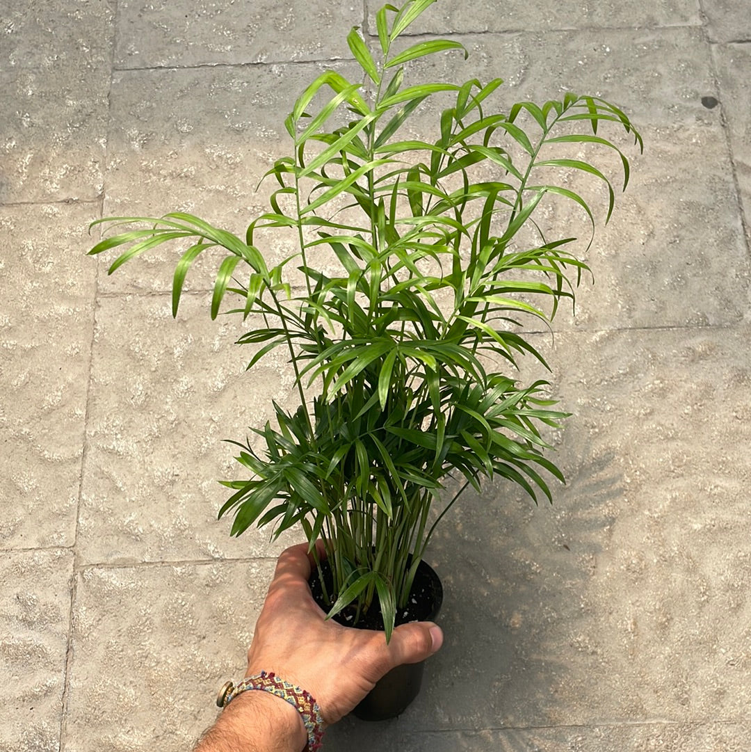 Palmier Chamaedorea
