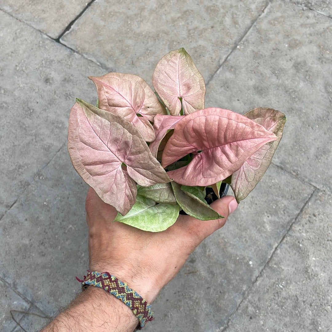 Syngonium Neon Robusta