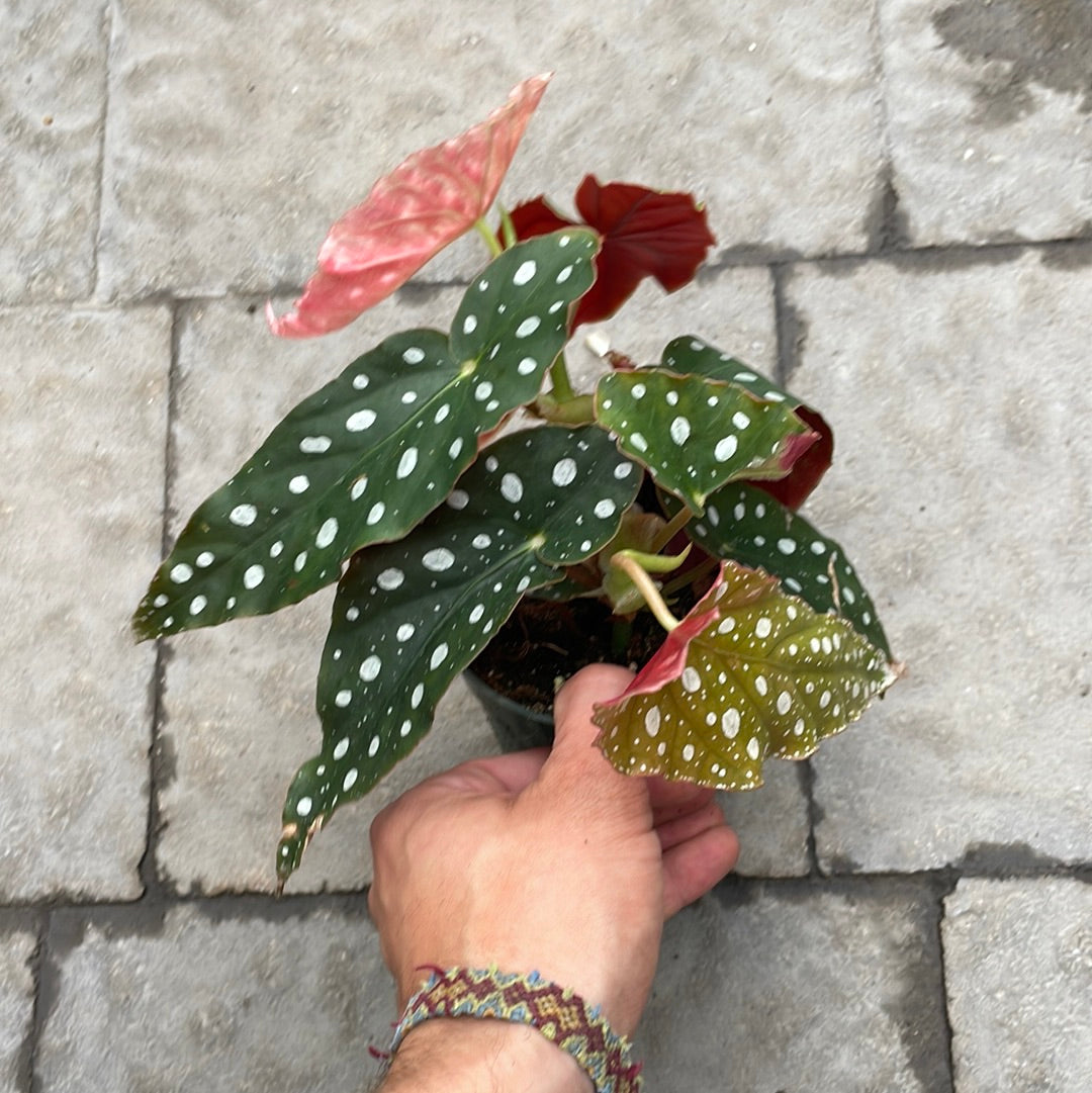 Begonia Maculata