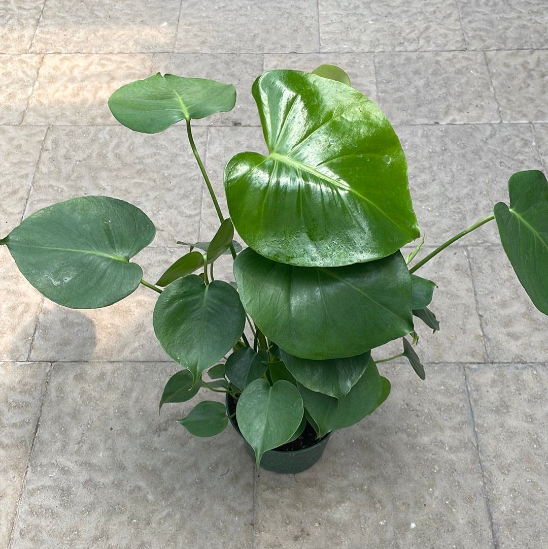 Monstera Deliciosa