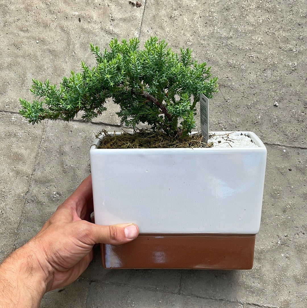 Bonsaï Grand