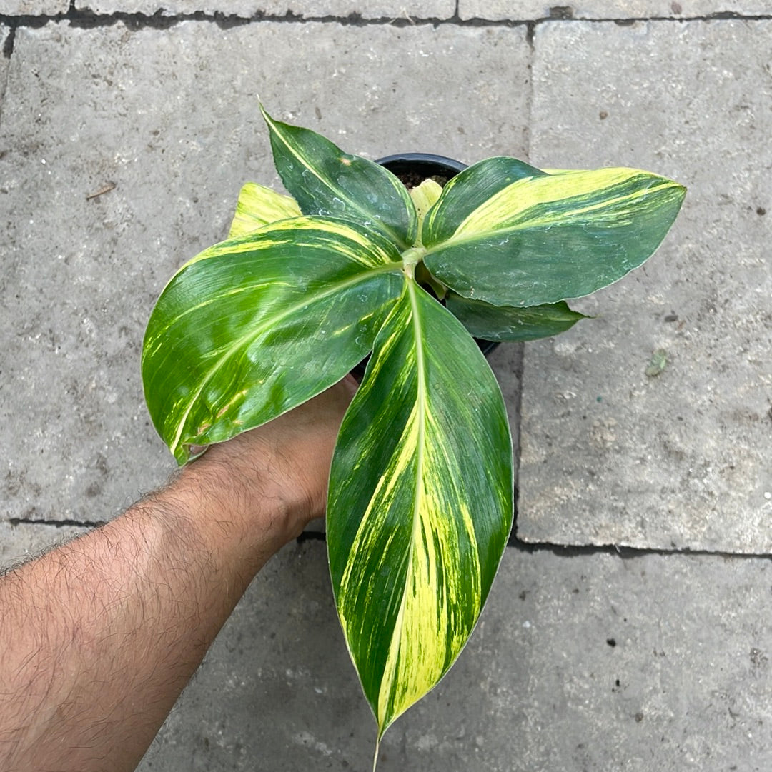 Alpinia Zerumbet