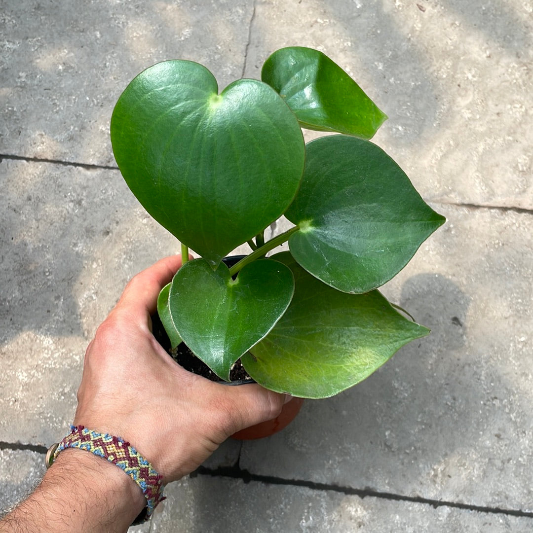 Peperomia Raindrop