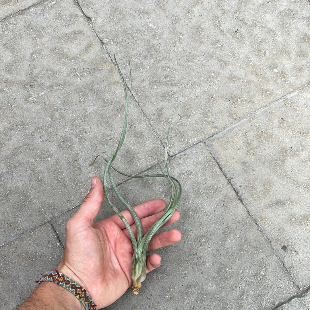 Tillandsia Baileyi