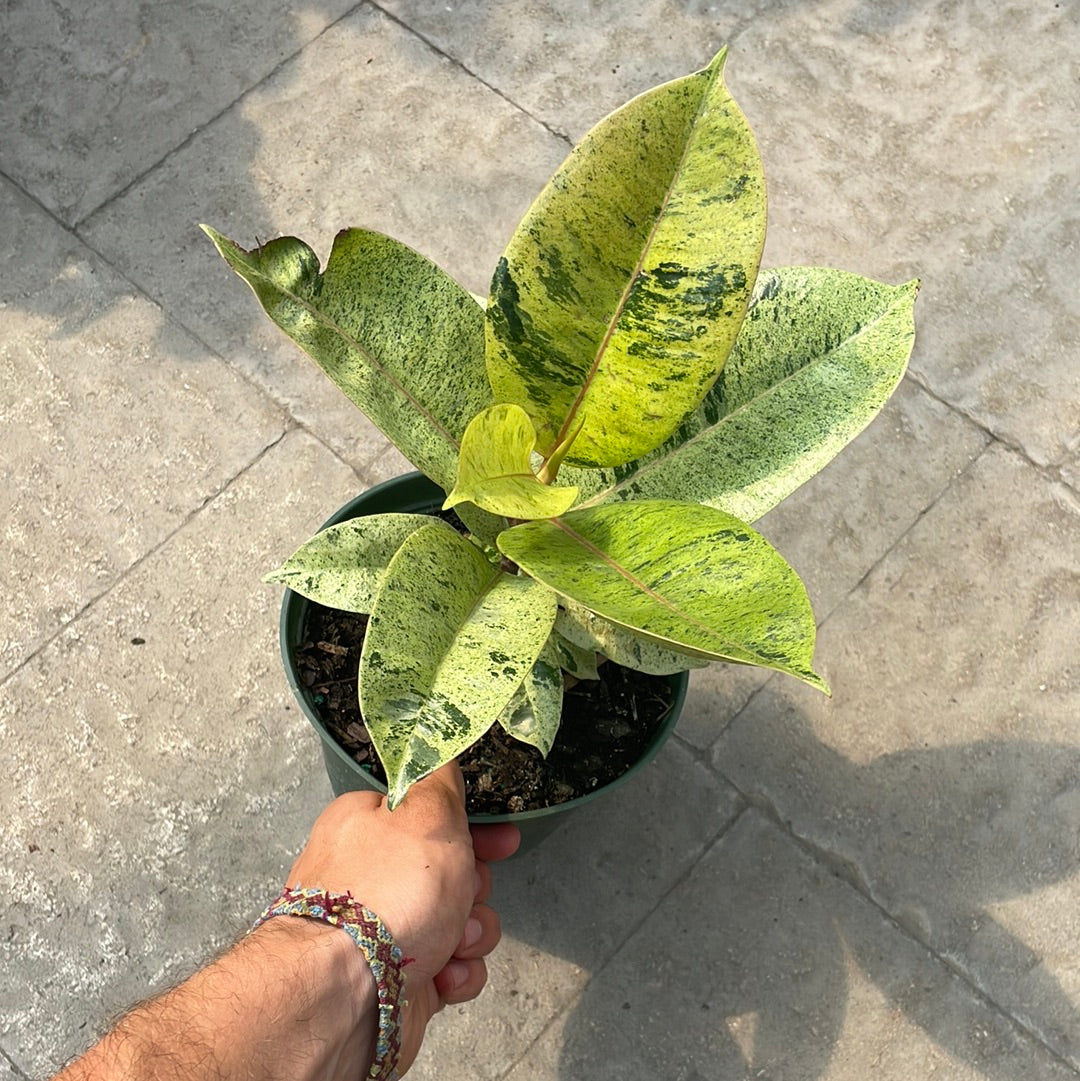 Ficus Moonshine