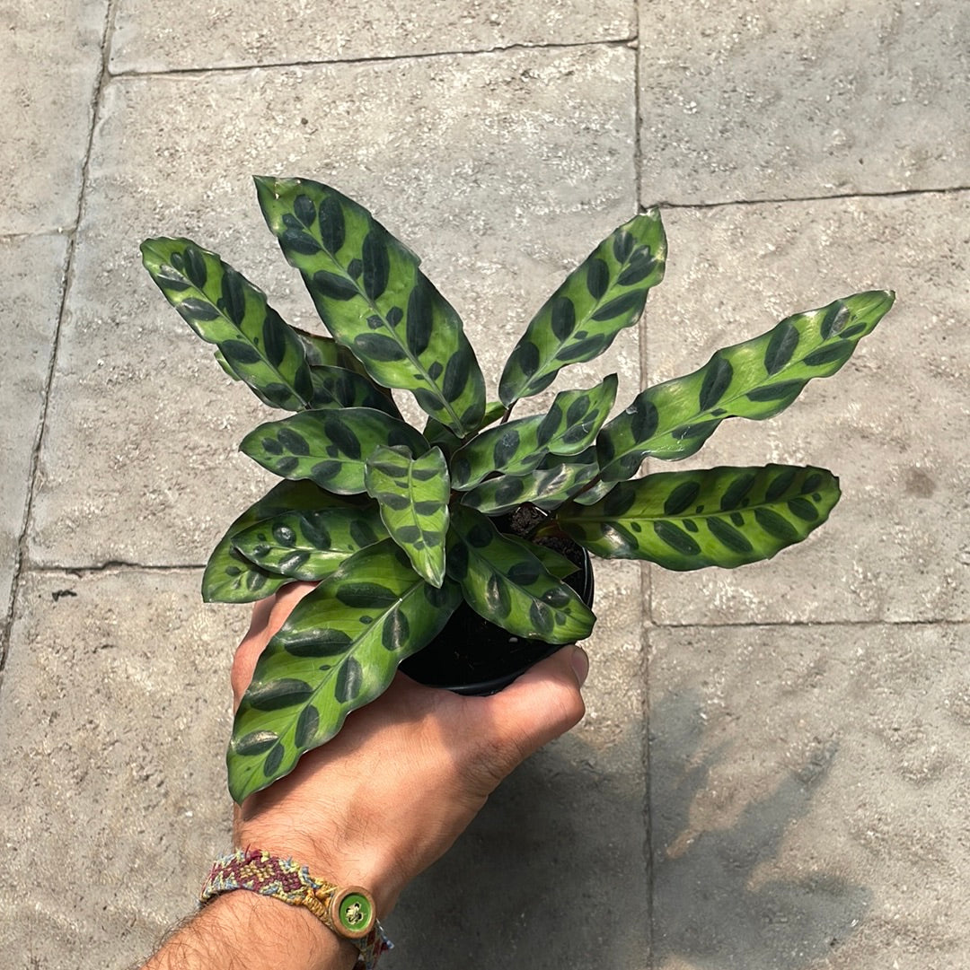 Calathea Rattlesnake