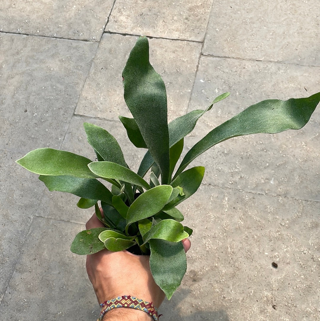 Fougère Staghorn