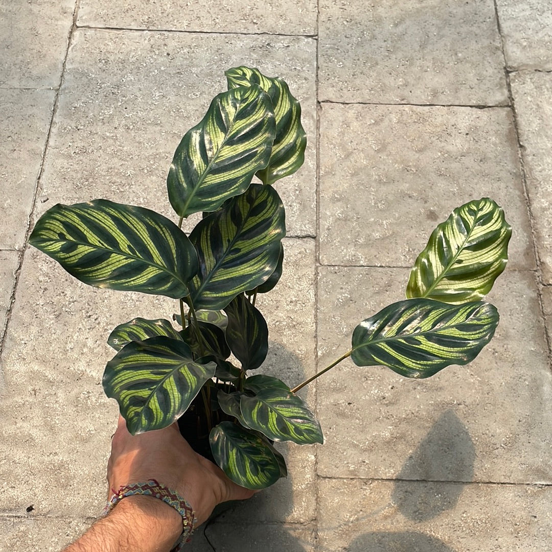 Calathea Makoyanna