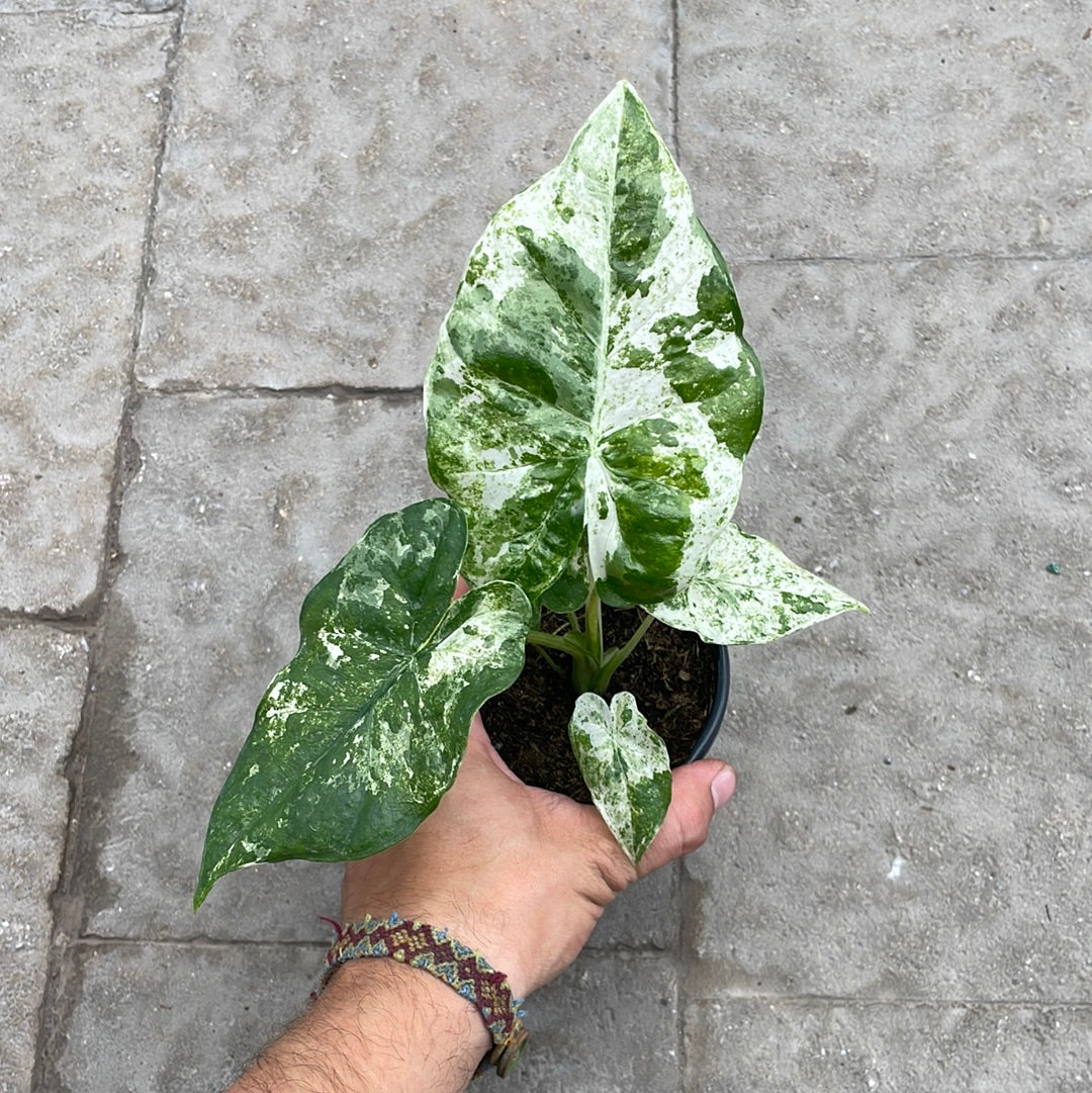 Alocasia Macrorrhiza Splash