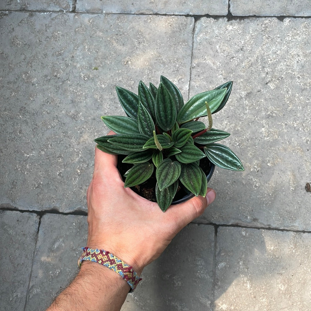 Peperomia Rosso