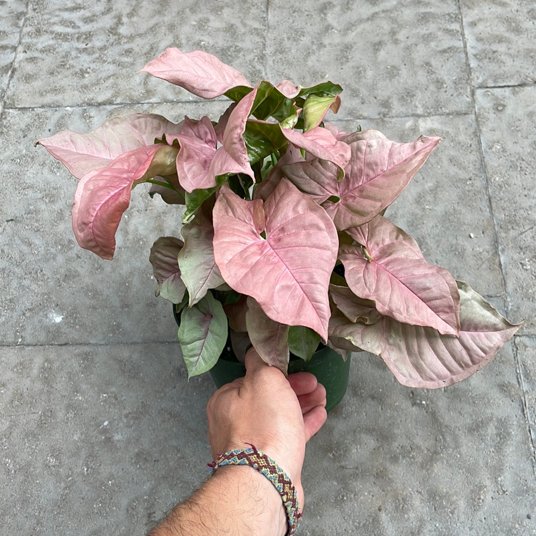 Syngonium Neon Robusta