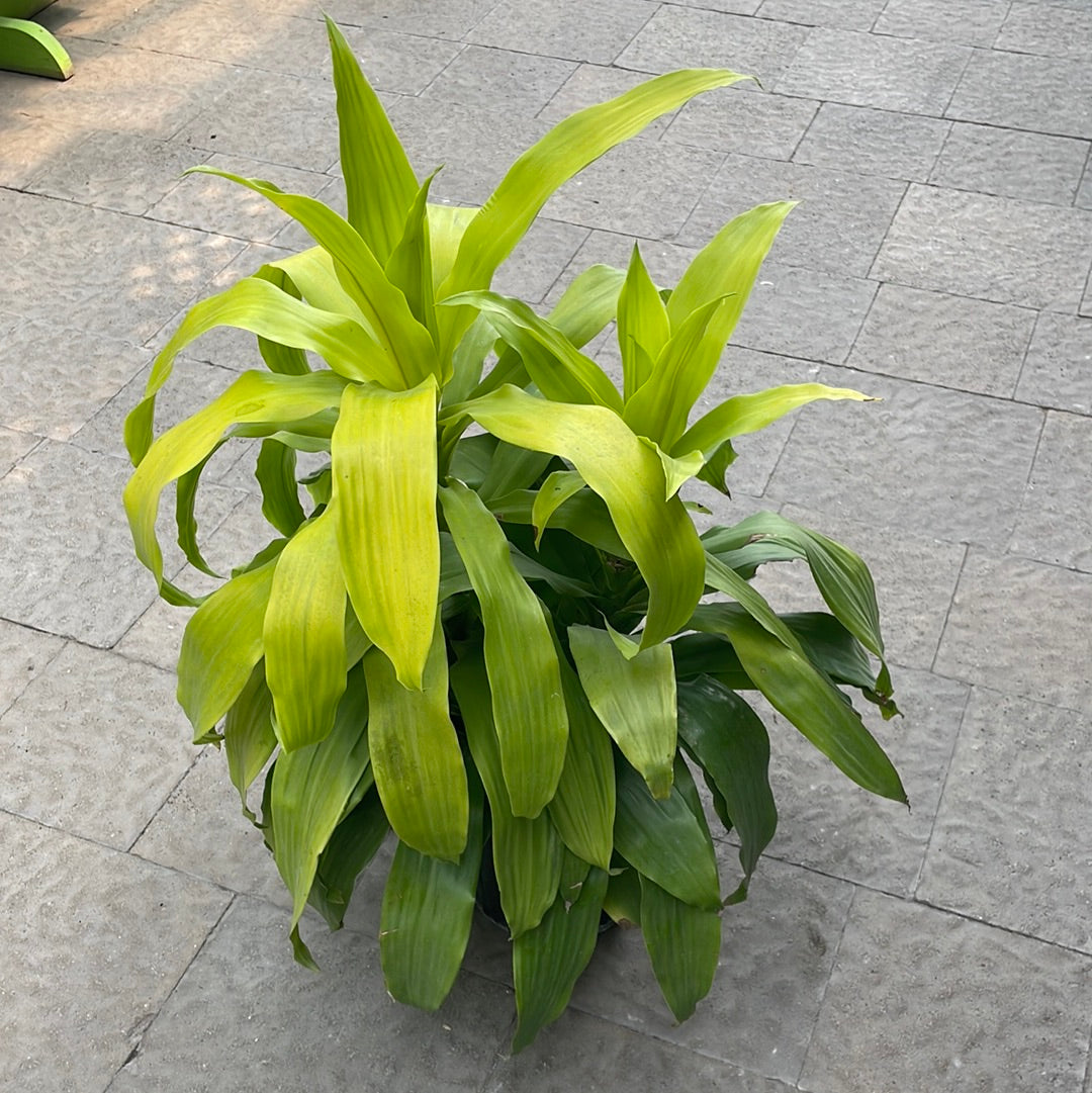 Dracena Limelight