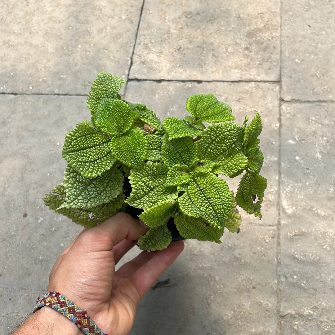 Pilea Moon Valley