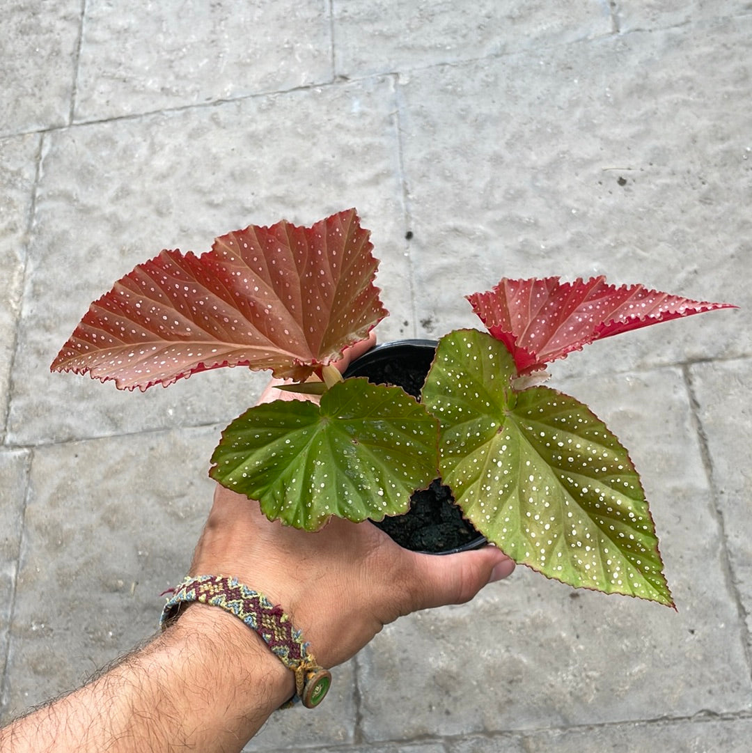 Begonia Maculata Cadbury
