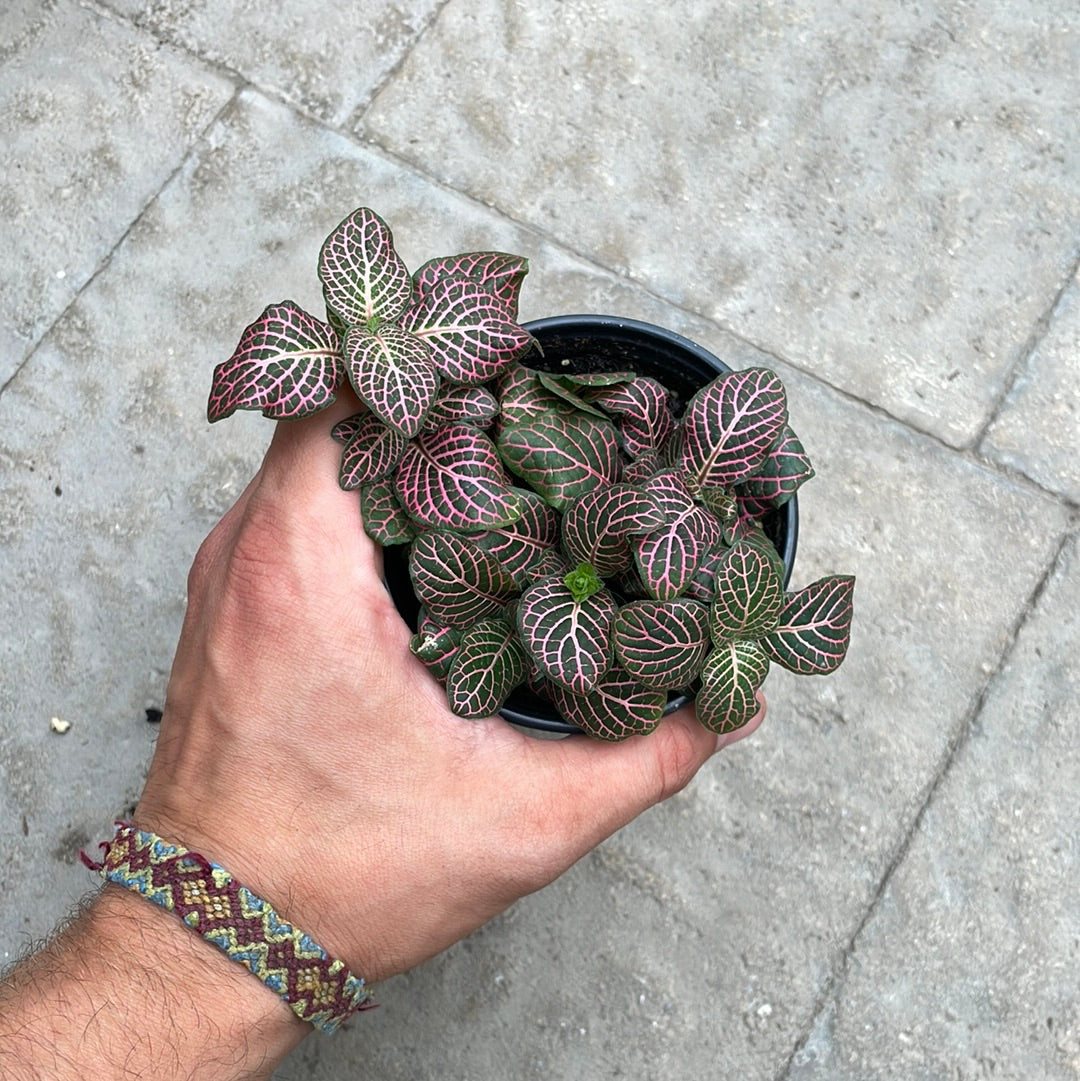 Fittonia