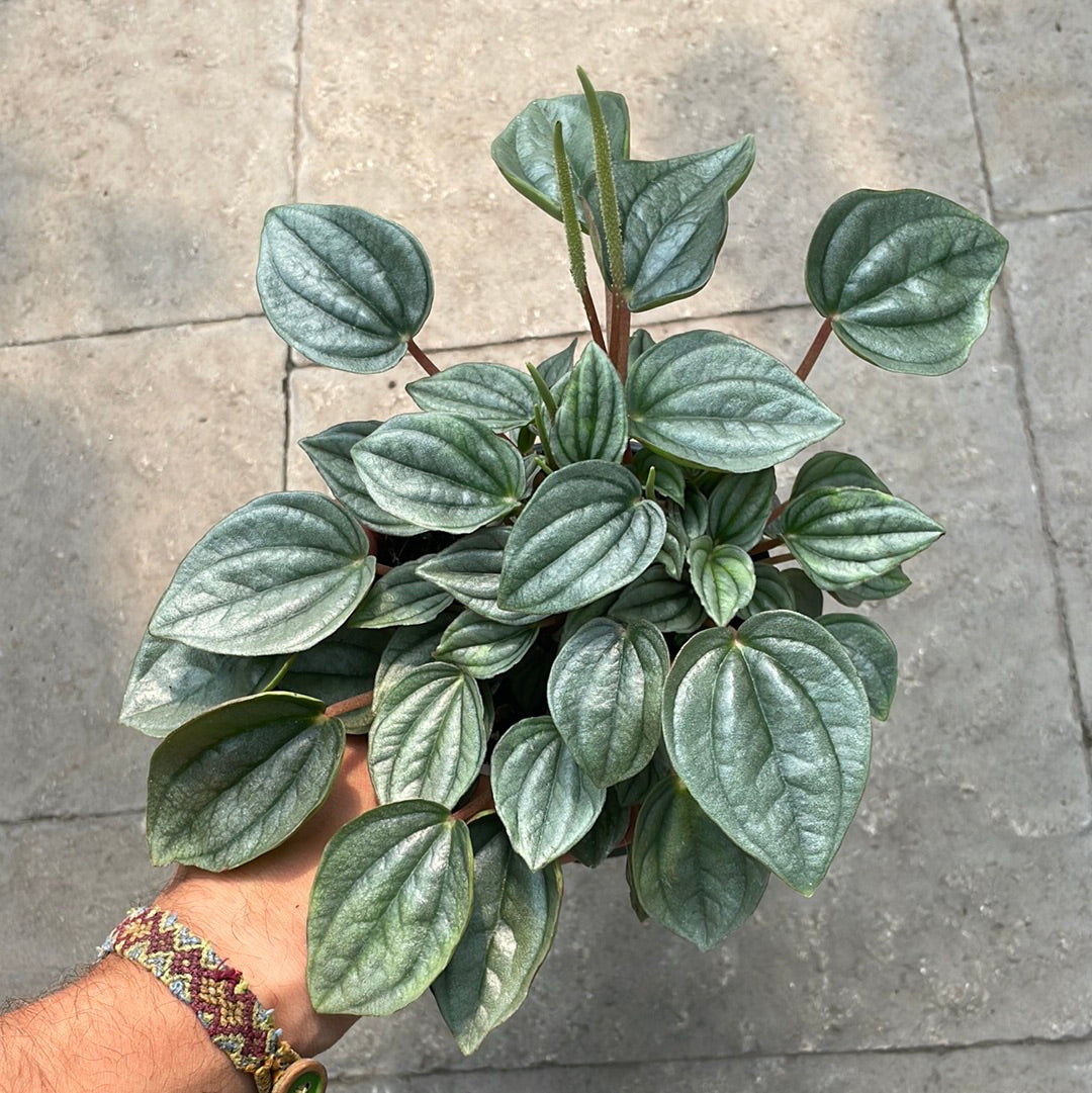 Peperomia Caperata