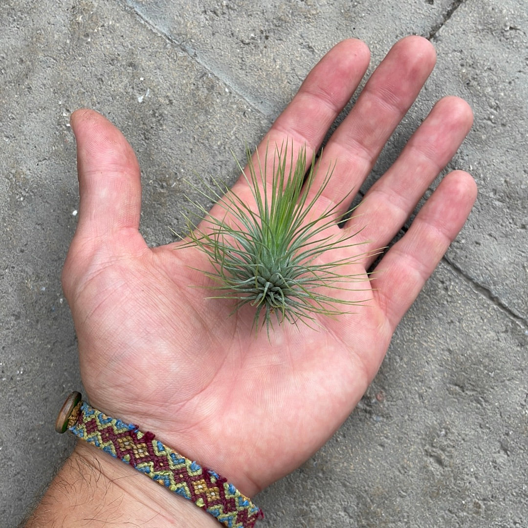 Tillandsia Andreana