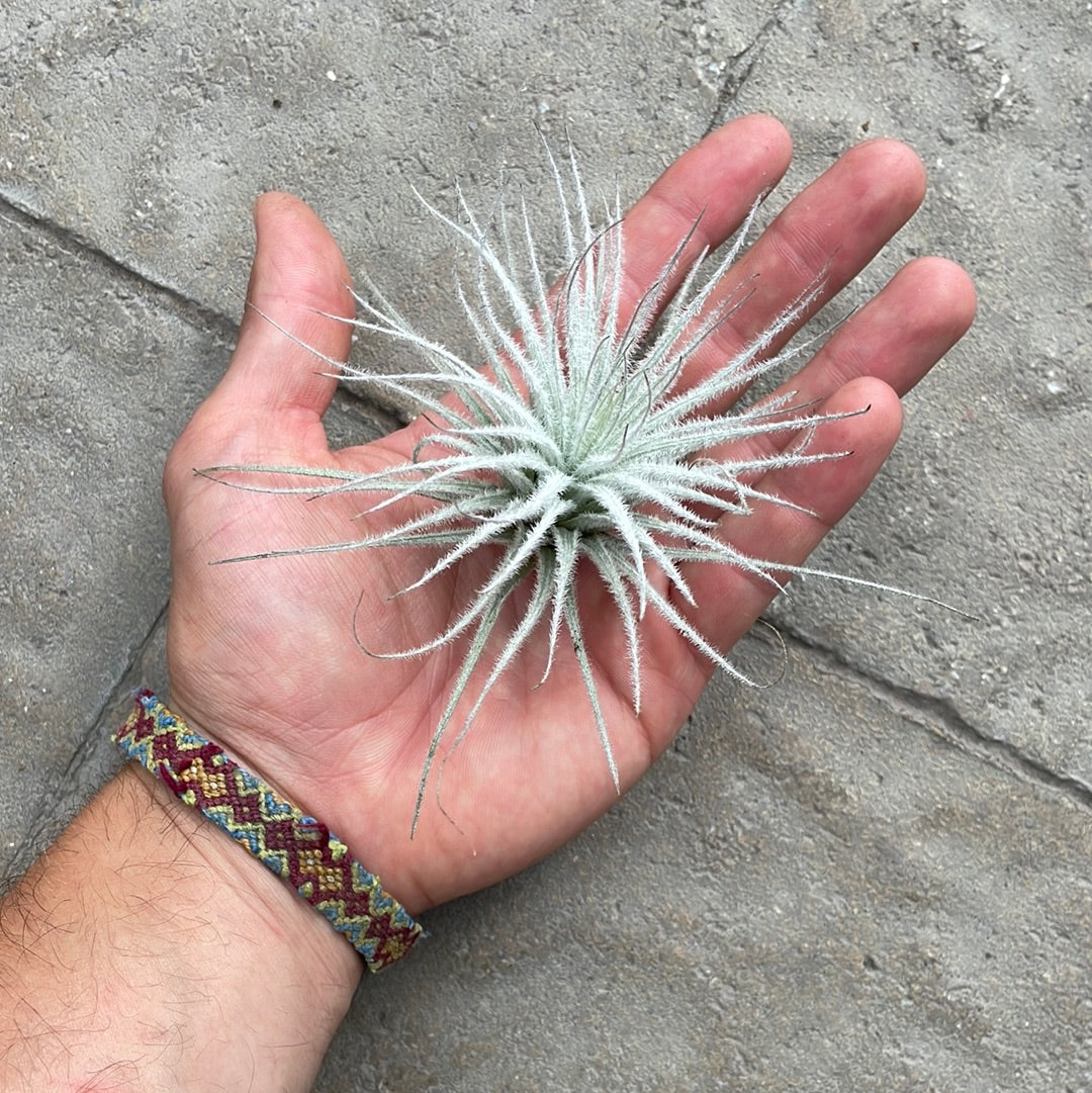 Tillandsia Tecrorum