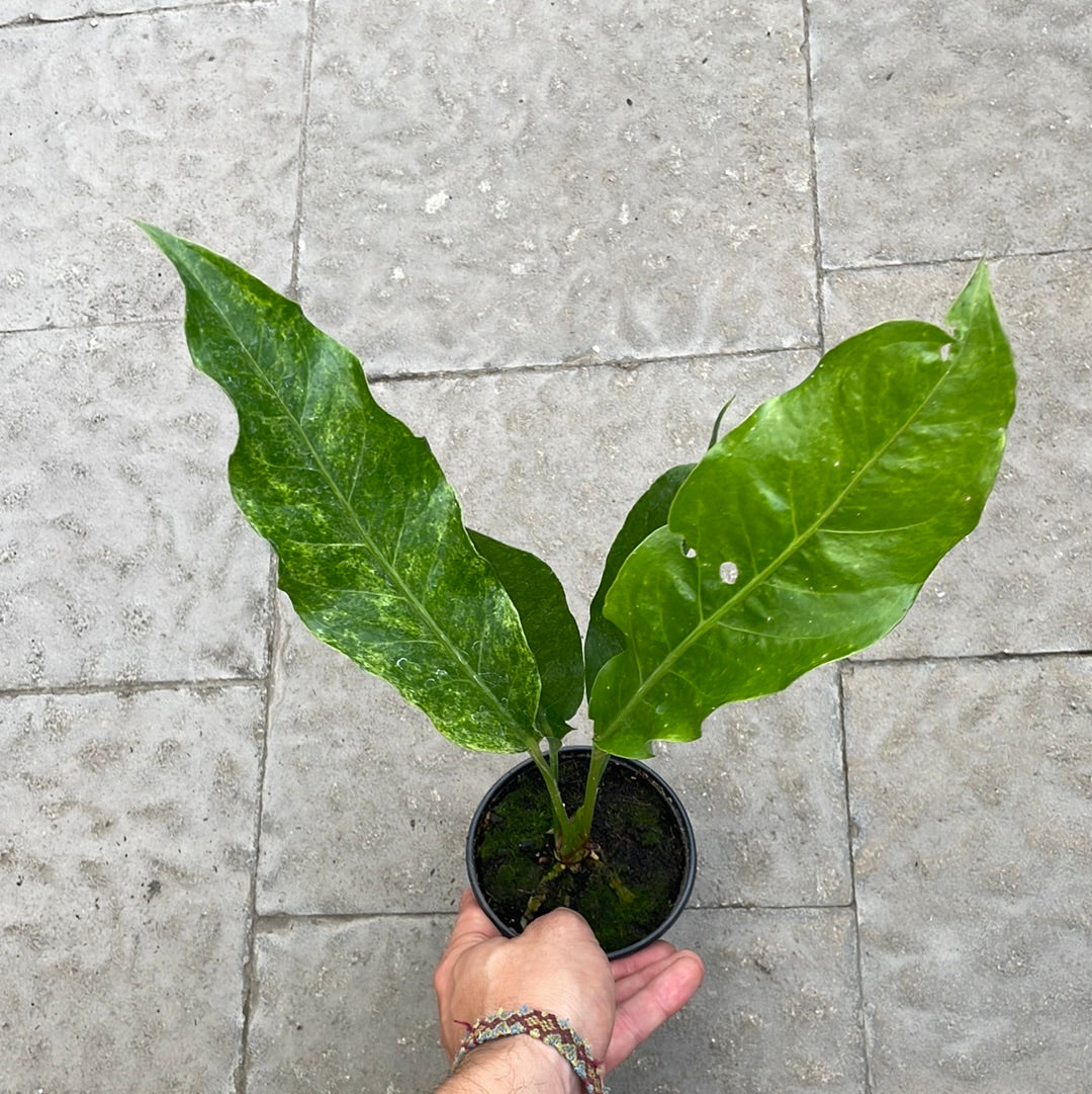Anthurium Hookeri Variegata