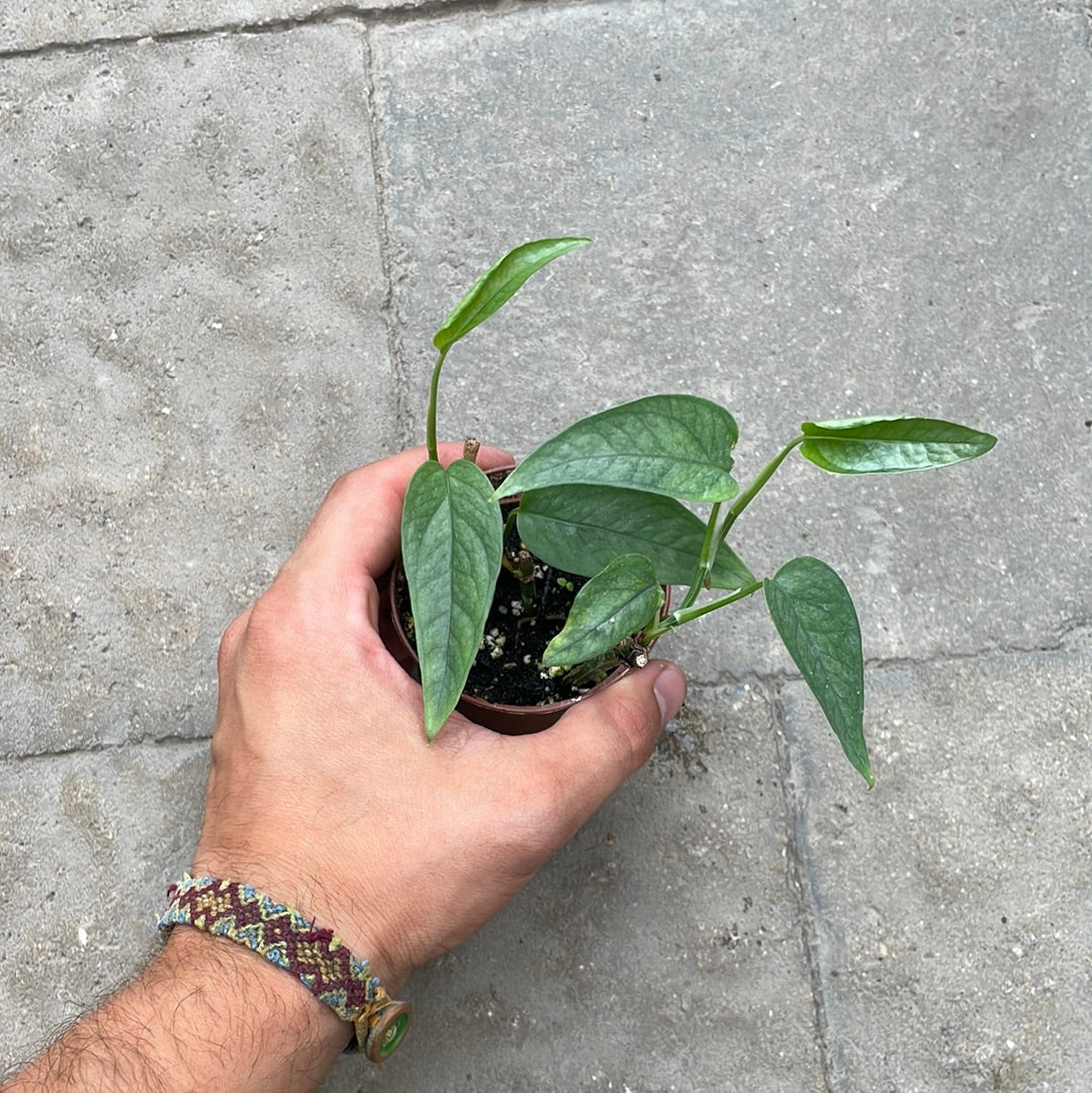 Pothos Cebu Blue