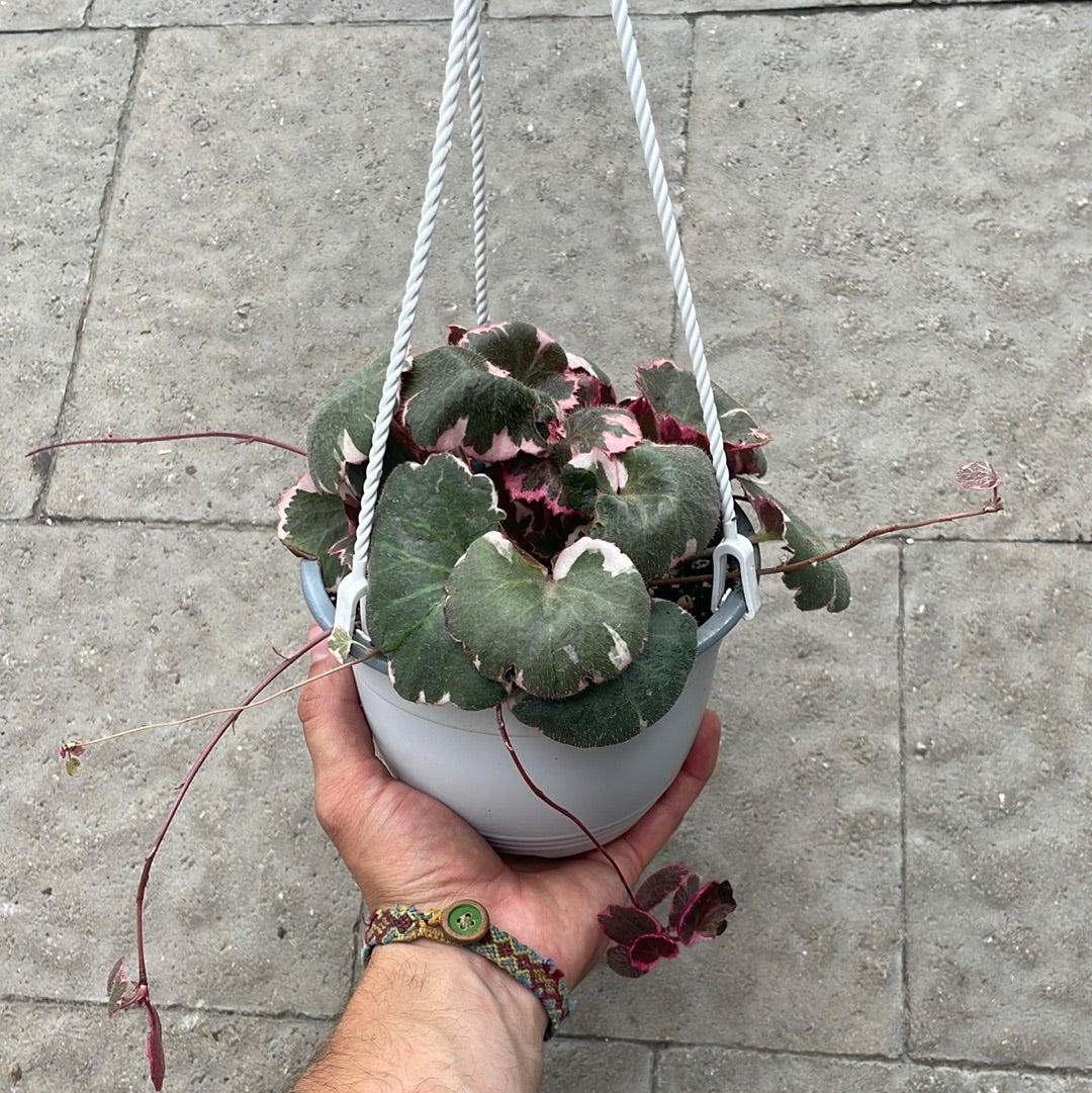 Saxifraga Stolonifera Variegata
