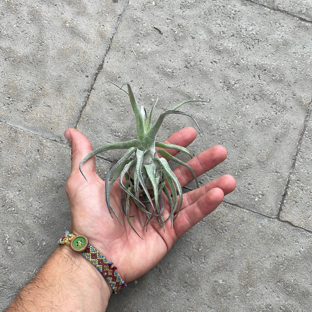 Tillandsia Streptophylla Red Clone