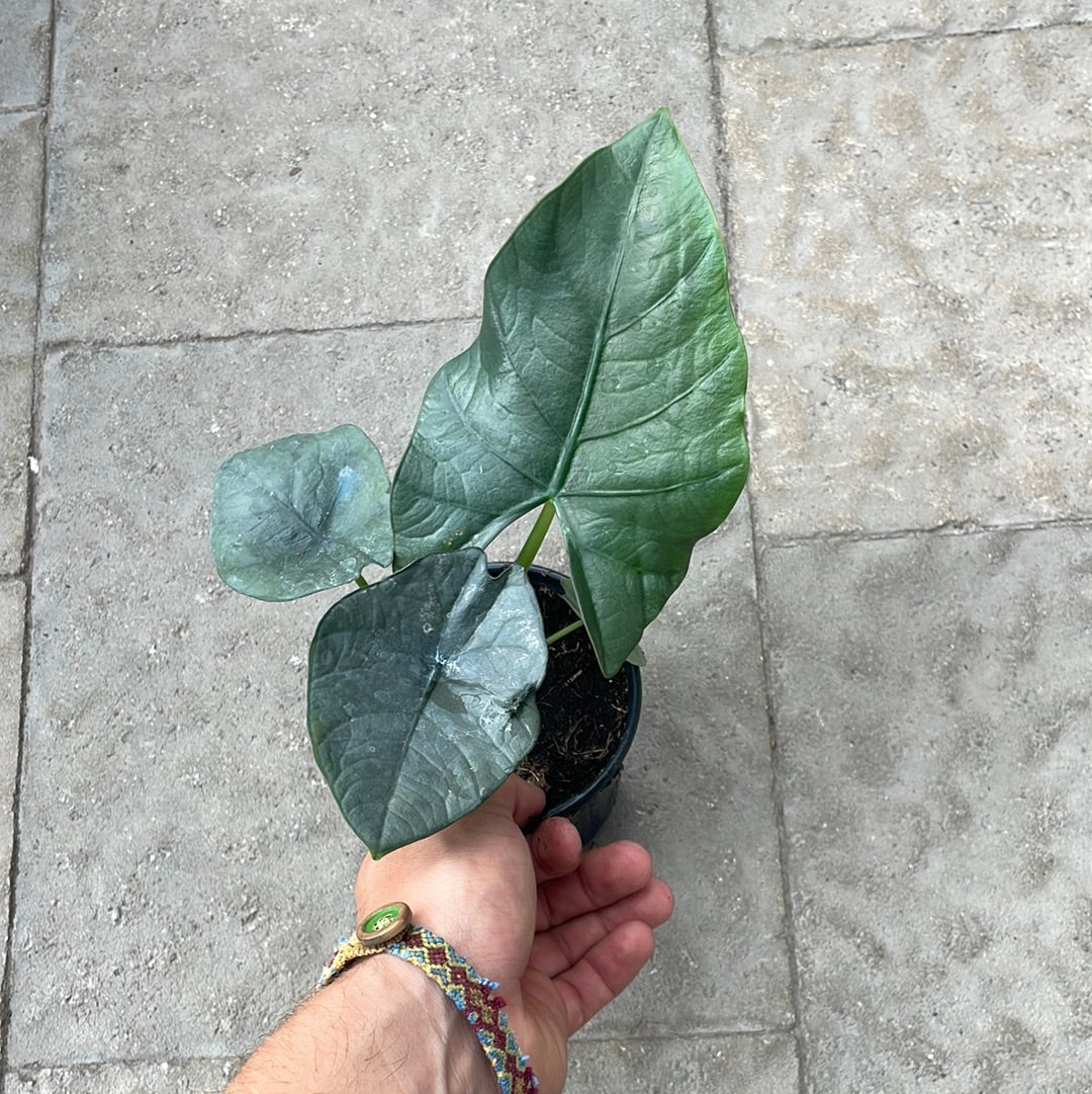 Alocasia Reginae Dark Miri