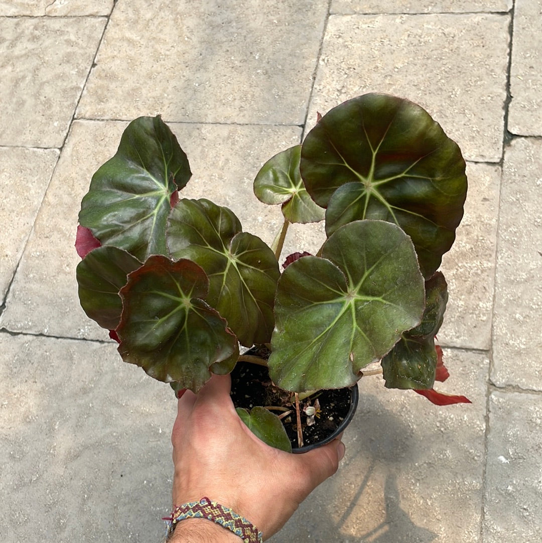 Begonia Nenuphar