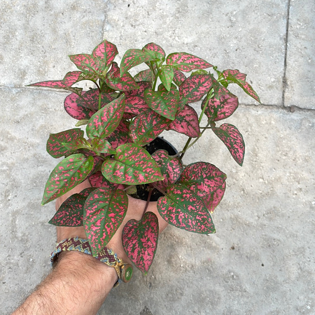 Hypoestes Polka Dot Rouge