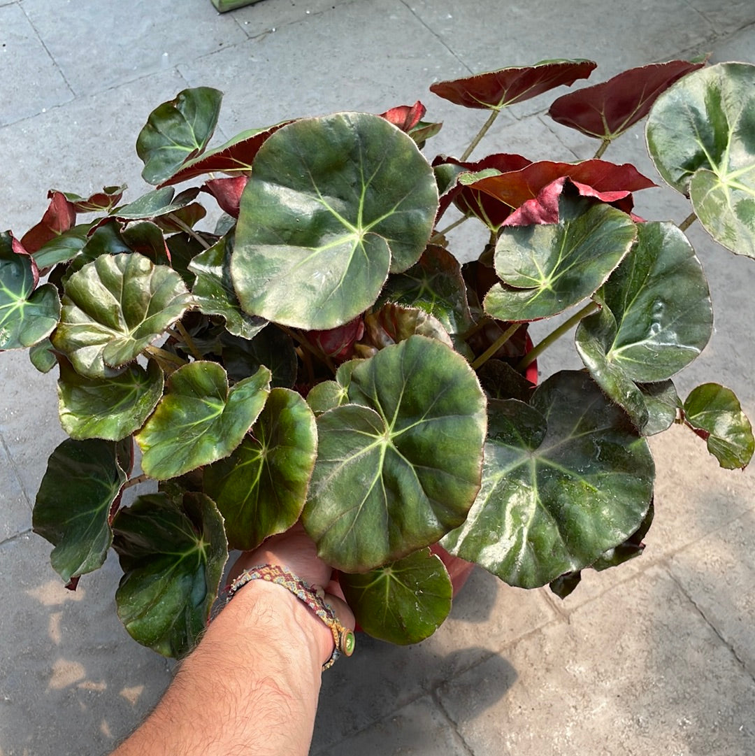 Begonia Nenuphar