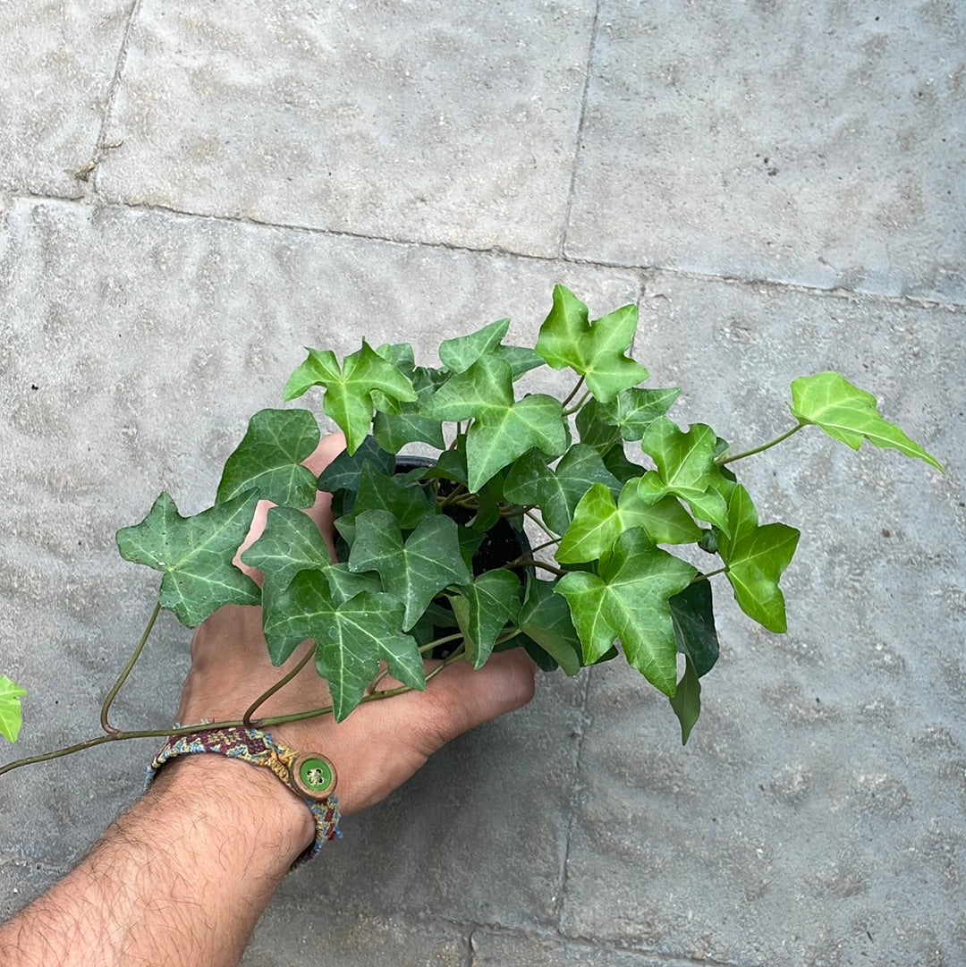 Lierre Vert